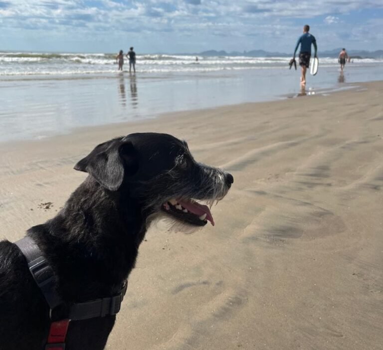 Como passear com cachorro na praia com segurança e diversão: guia completo para quem ama o mar e o bem-estar