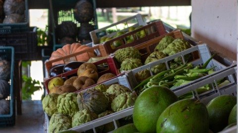 alimentos em comércio no outono