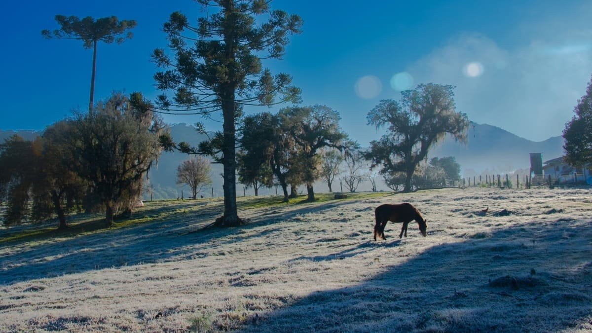 Cavalo e geada em Santa Catarina